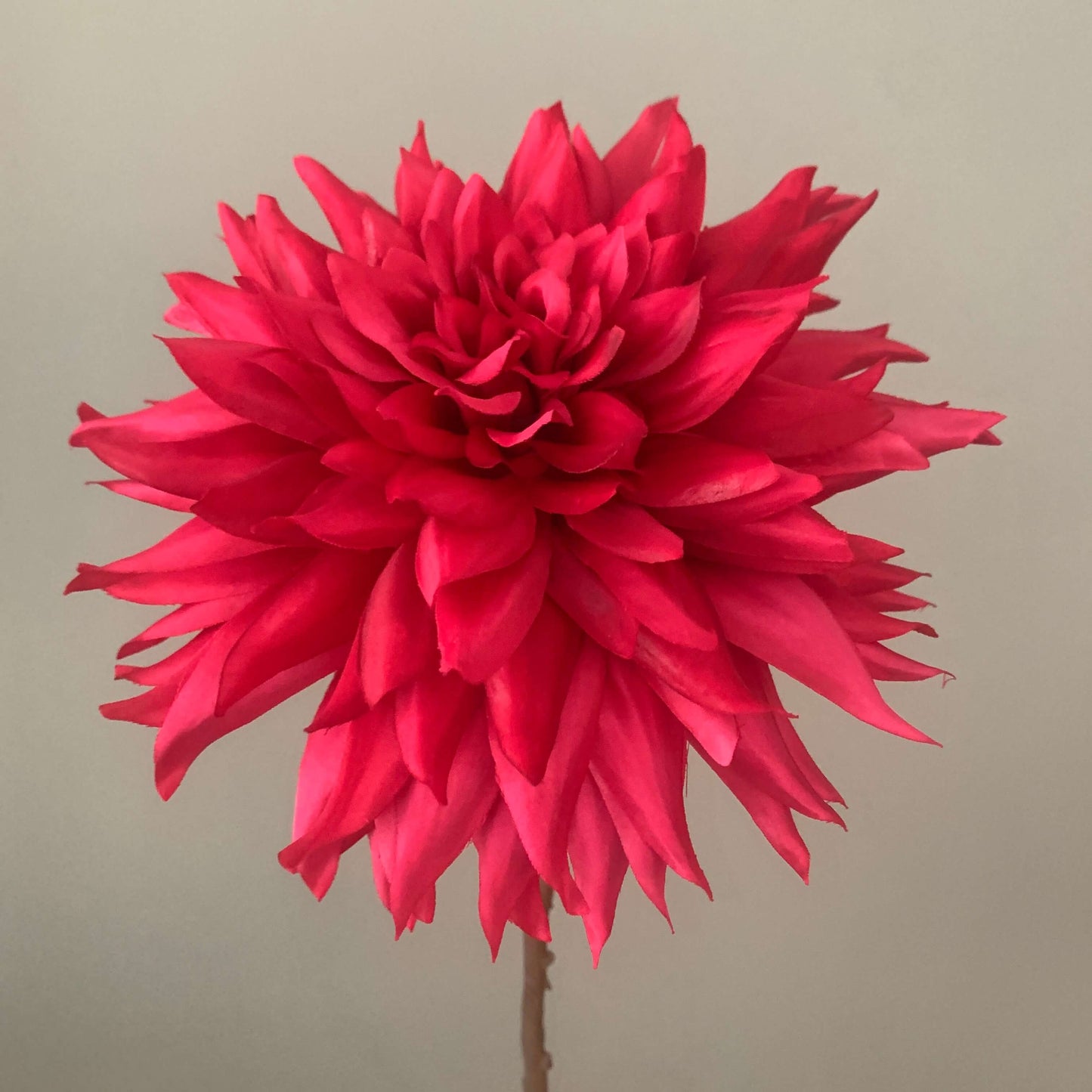 Dahlia groot in rood van Silka