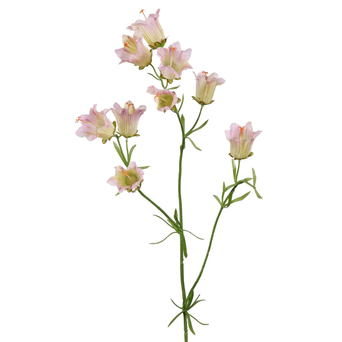 Zijden bloem Campanula