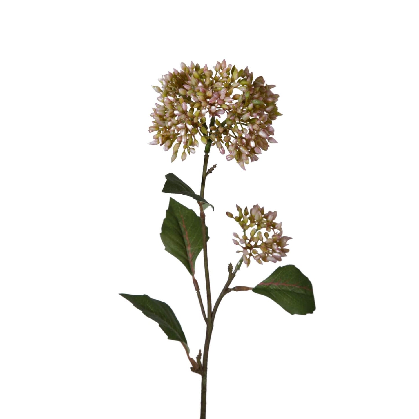 Zijden bloem Sedum