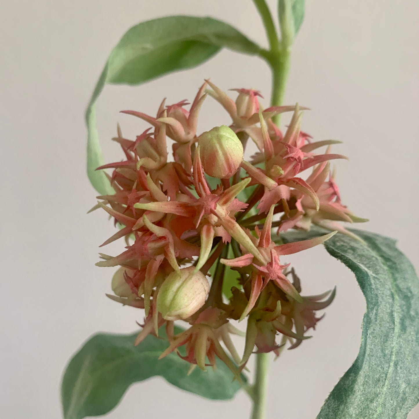 Kunstbloem Ascleia
