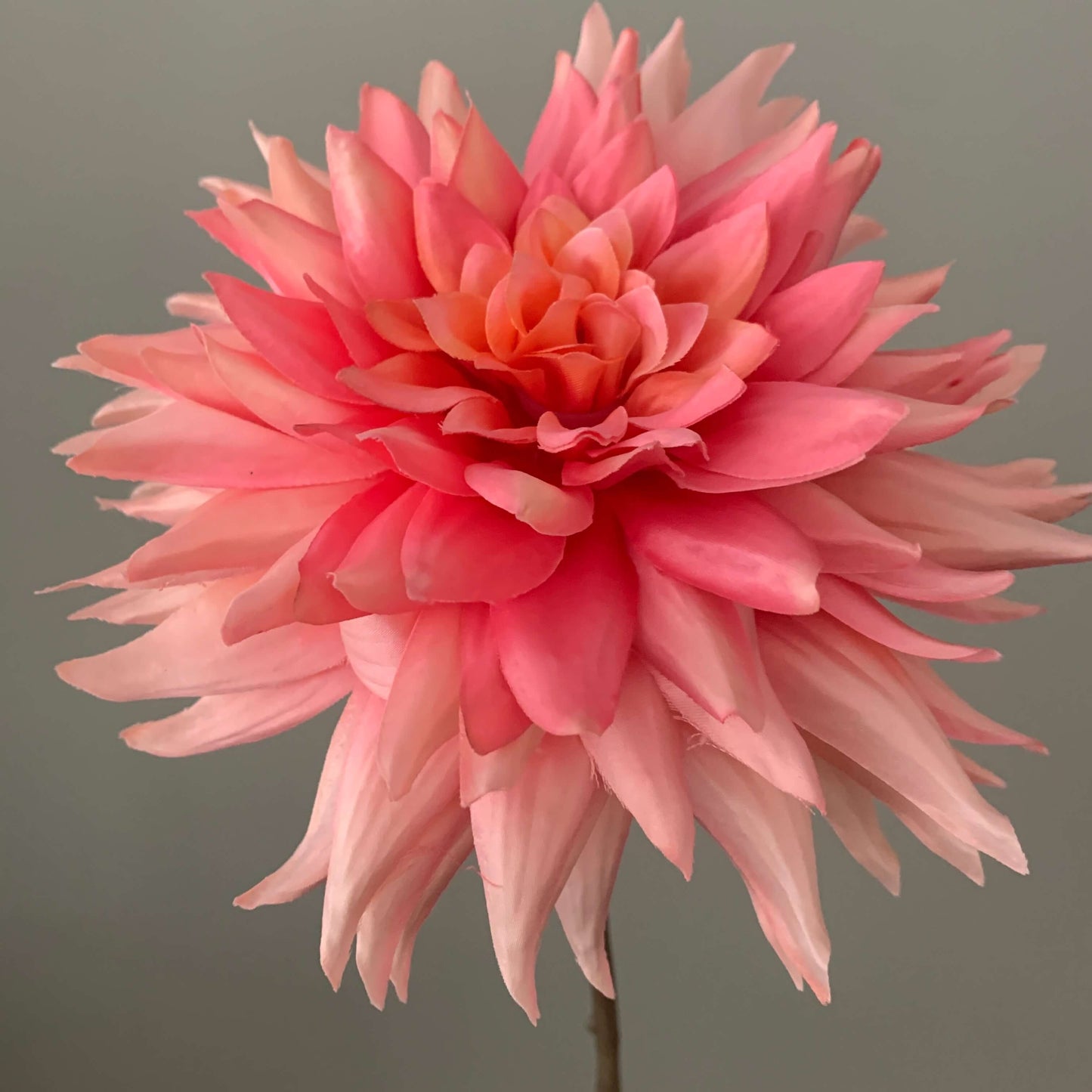 Dahlia groot in roze van Silka