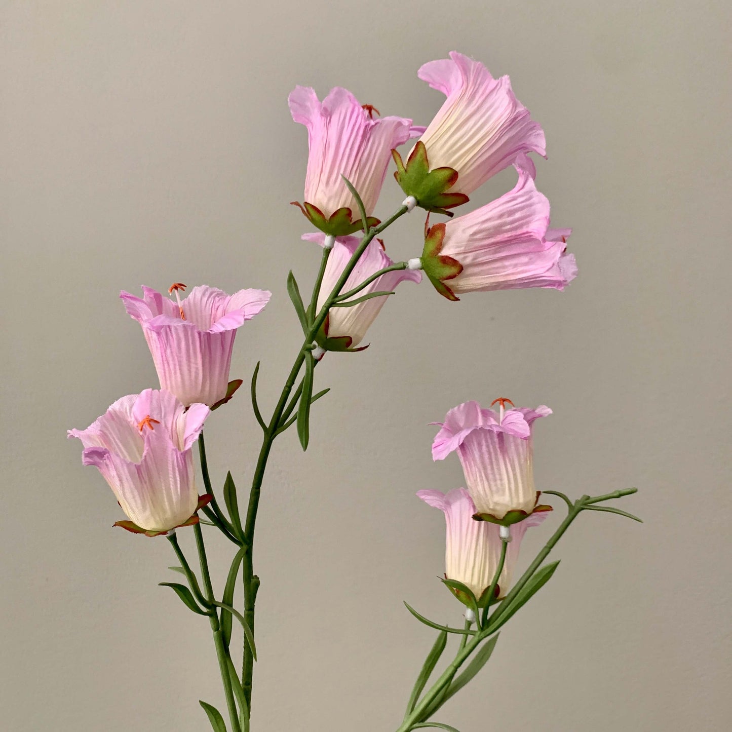 Zijden bloem Campanula