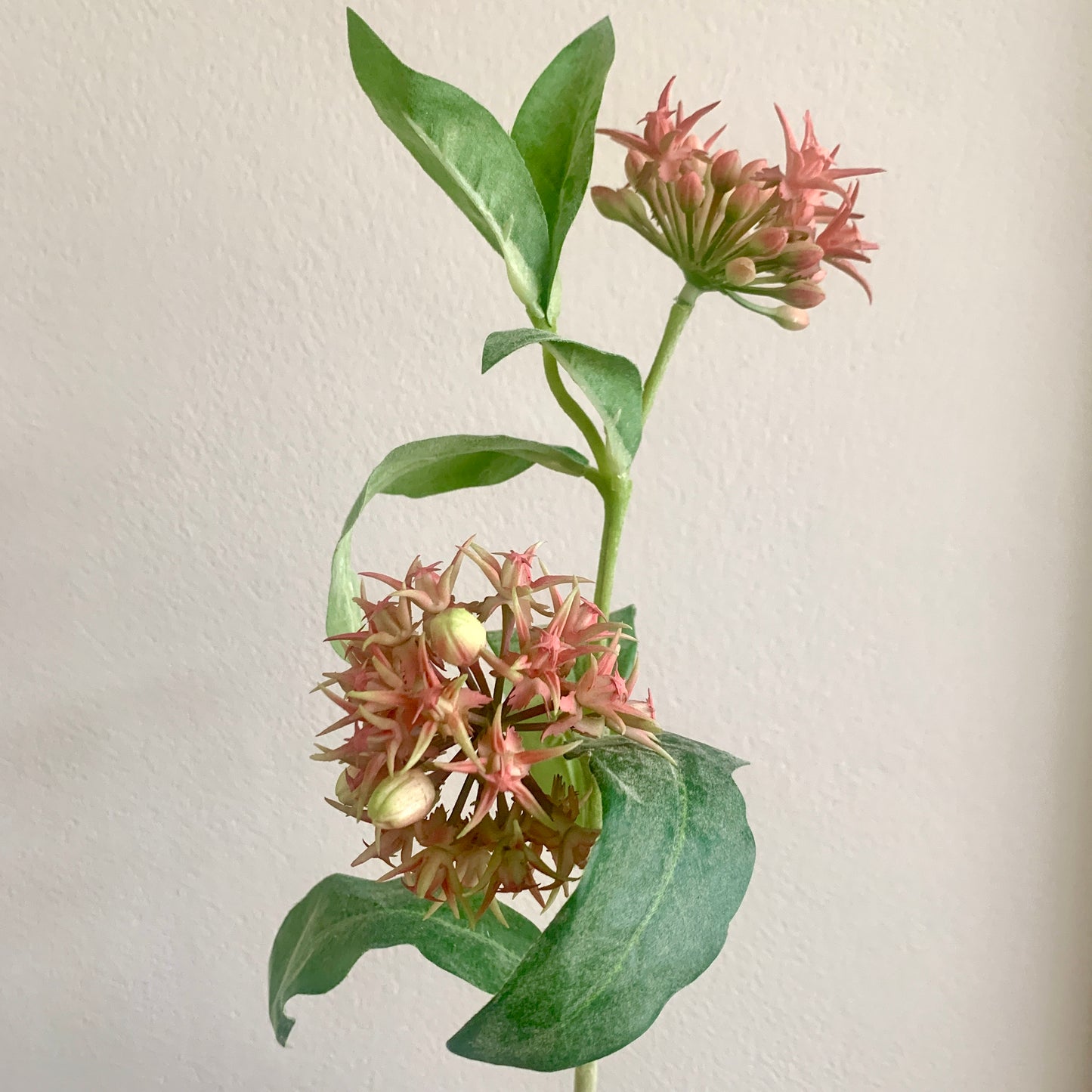 Kunstbloem Ascleia