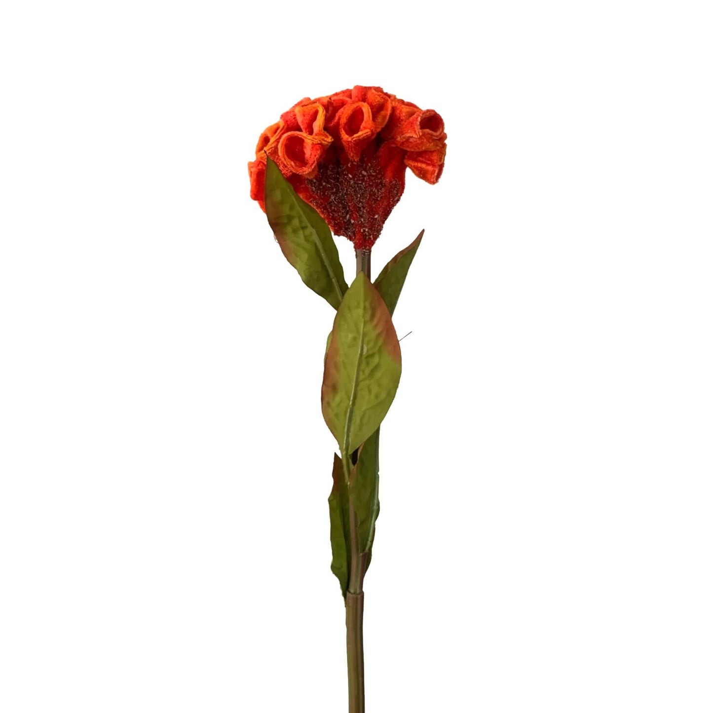 Zijden bloem hanekam // Cockscomb