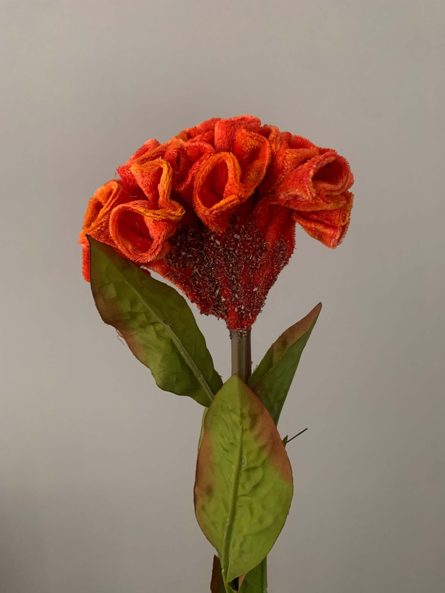 Zijden bloem hanekam // Cockscomb