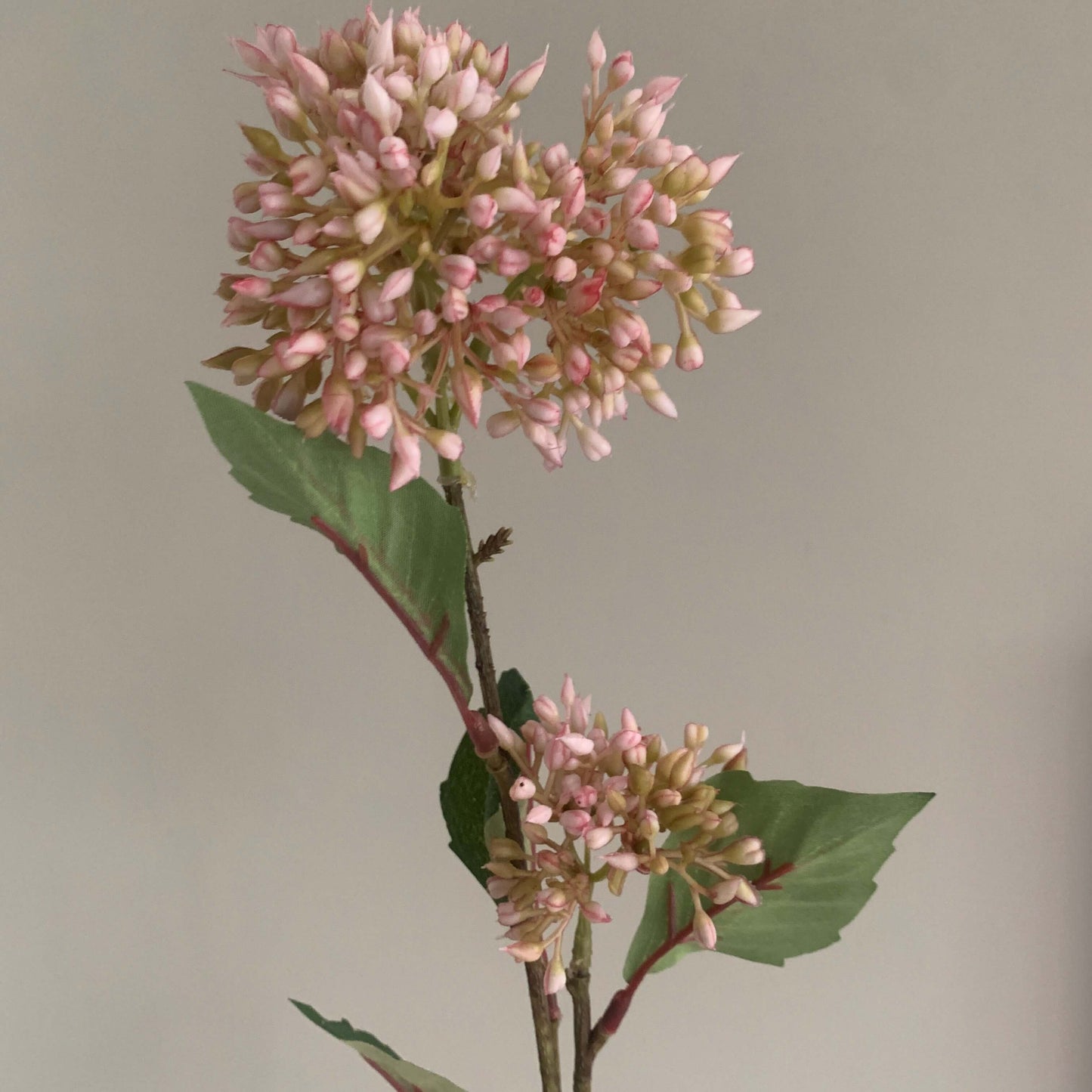 Zijden bloem Sedum