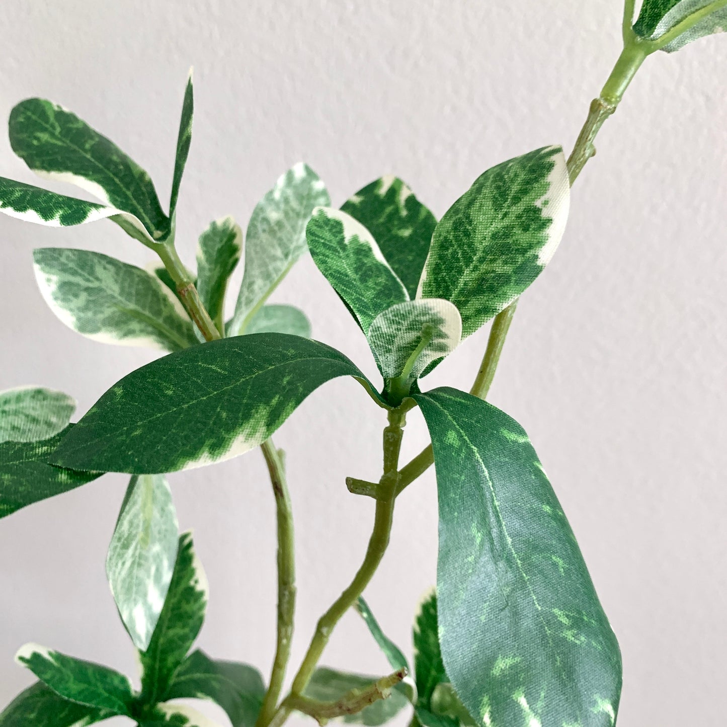 Kunsttak Pittosporum