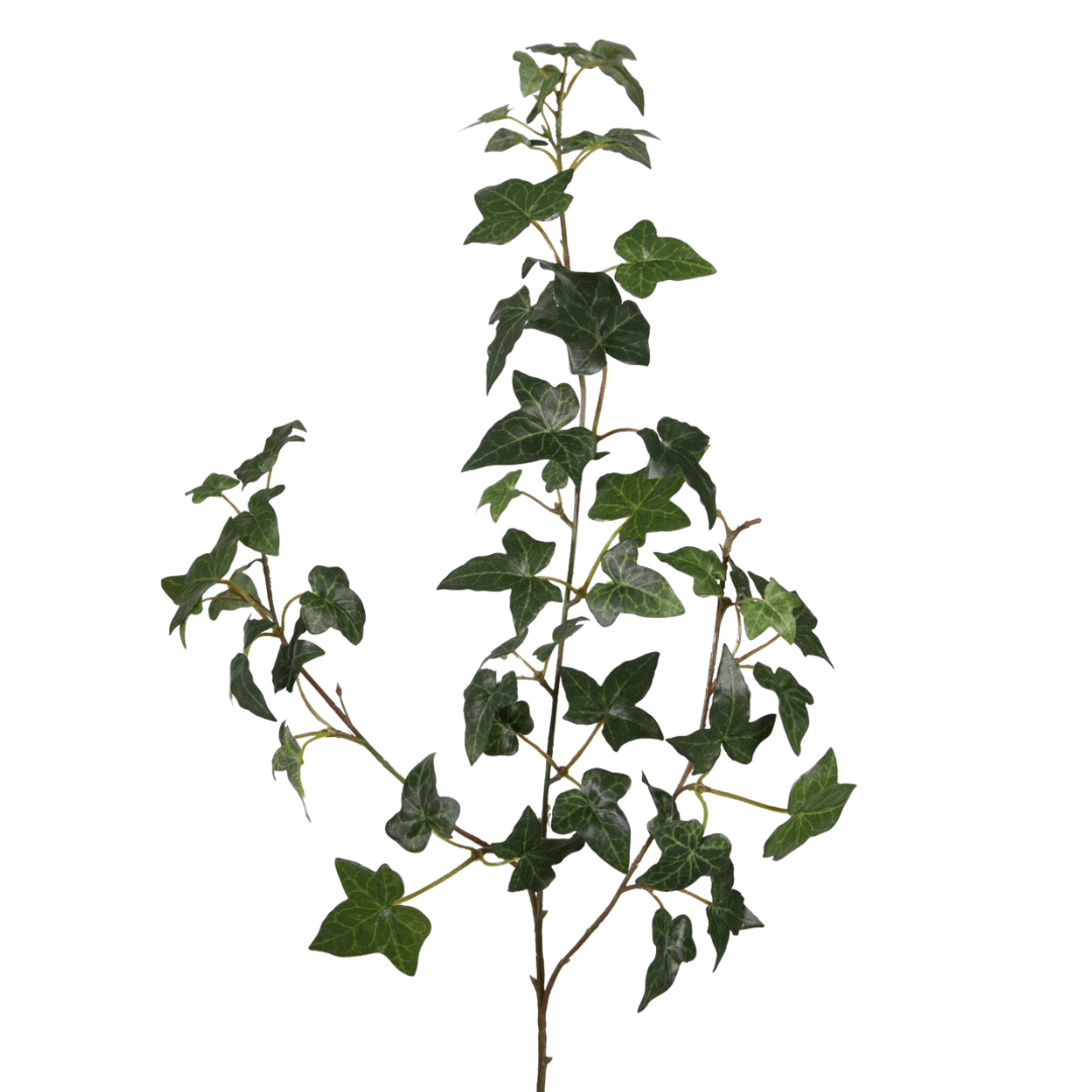 Klimop tak – 64 cm