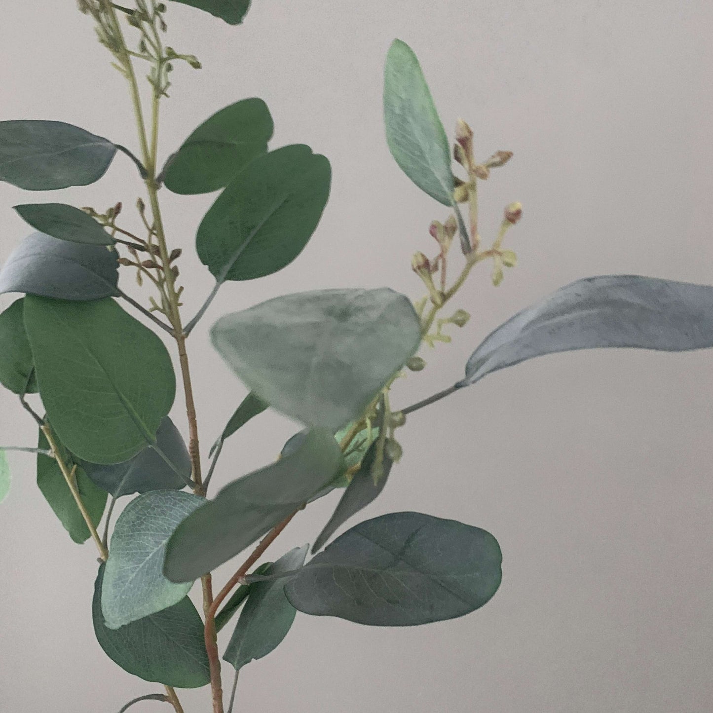 Zijden Eucalyptus tak