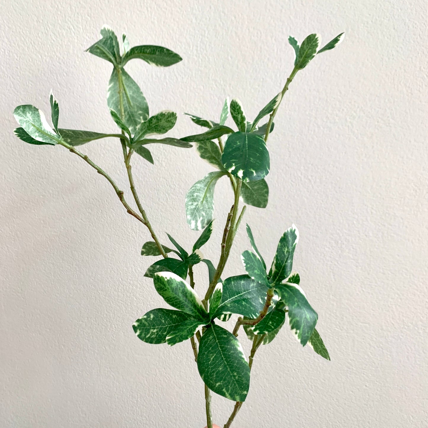 Kunsttak Pittosporum