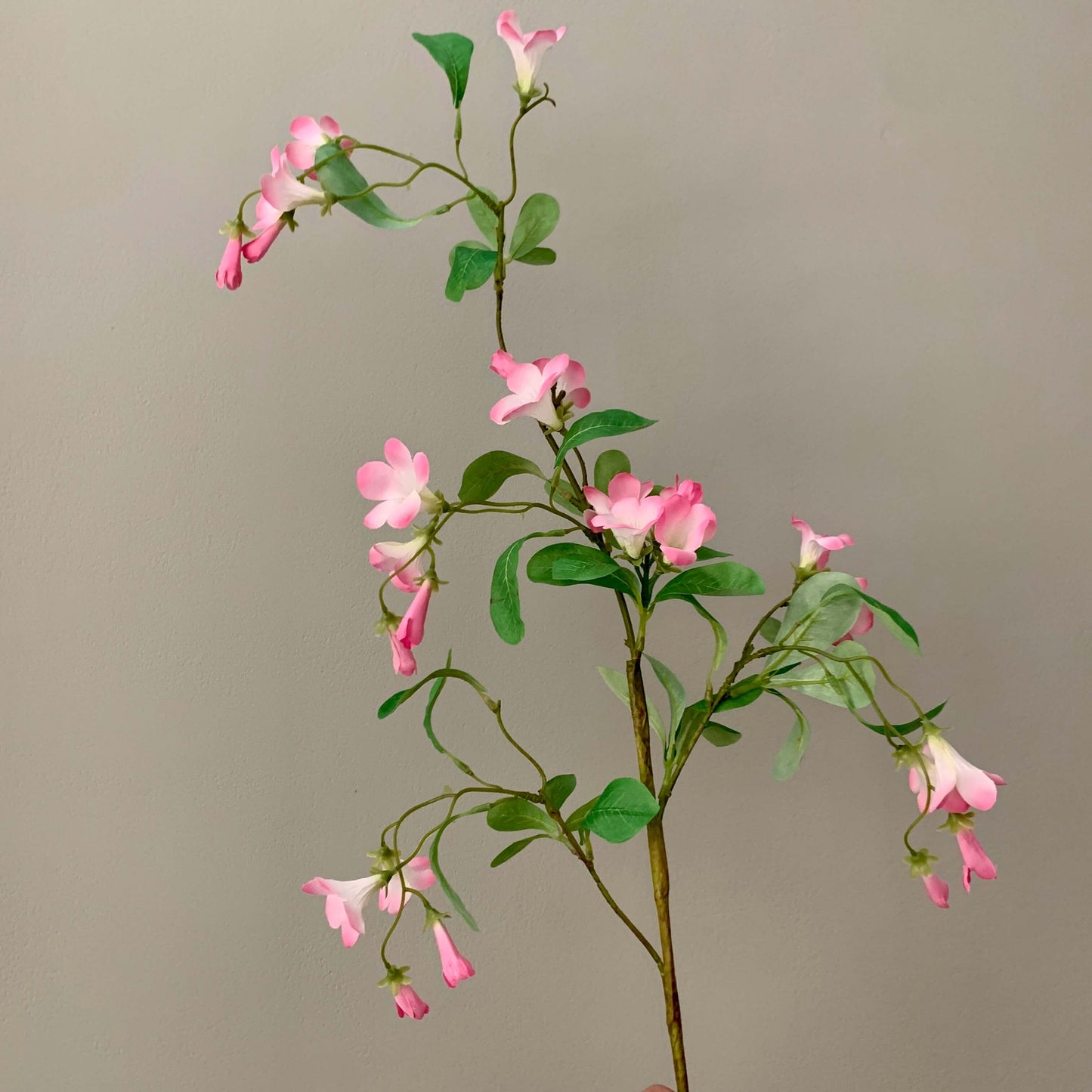 Zijden bloem Trompet klimmer (Campsis) roze
