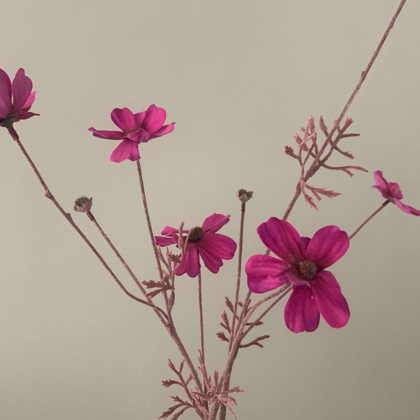 Zijden bloem Cosmos fuchsia roze - Silka