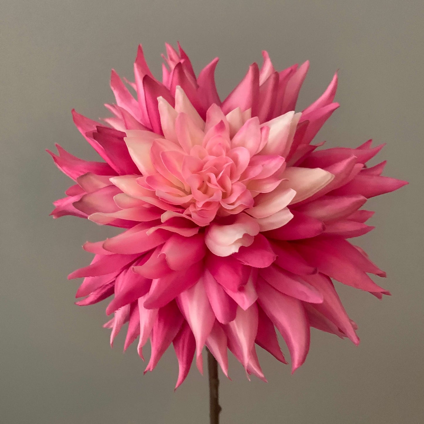 Dahlia groot in roze/wit van Silka