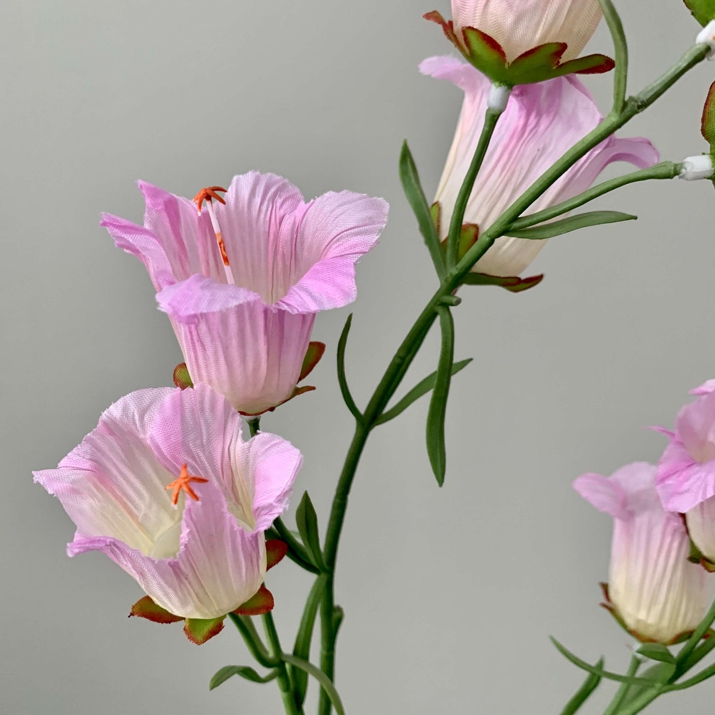 Zijden bloem Campanula