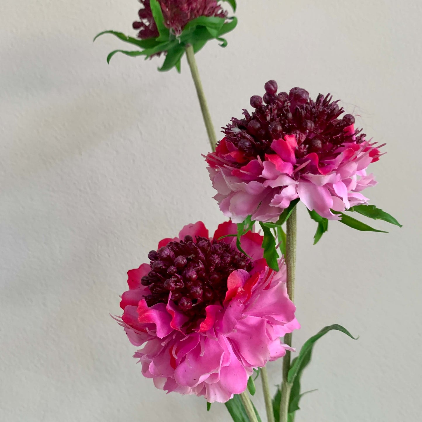 Zijden Scabiose roze