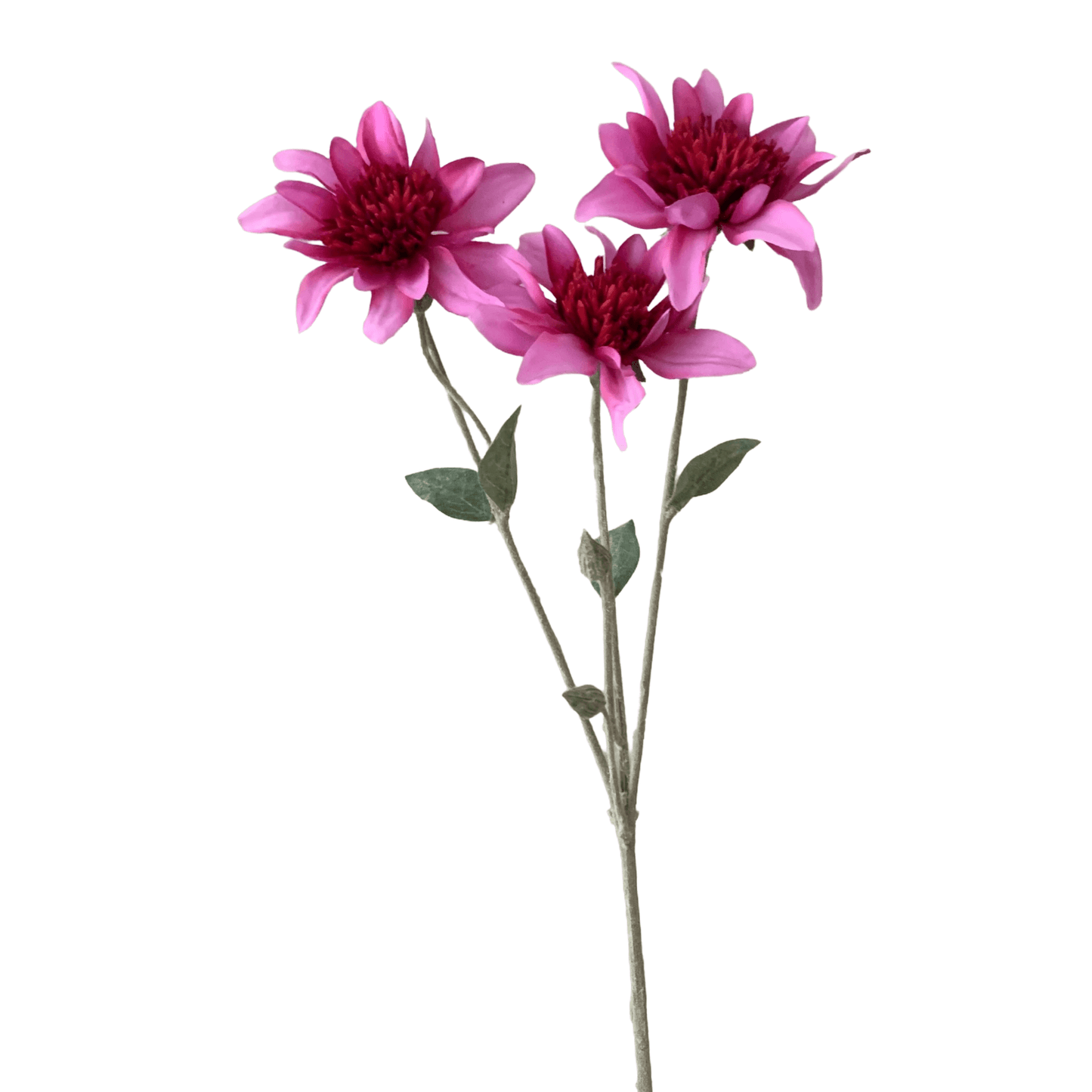 Rudbeckia van Silka