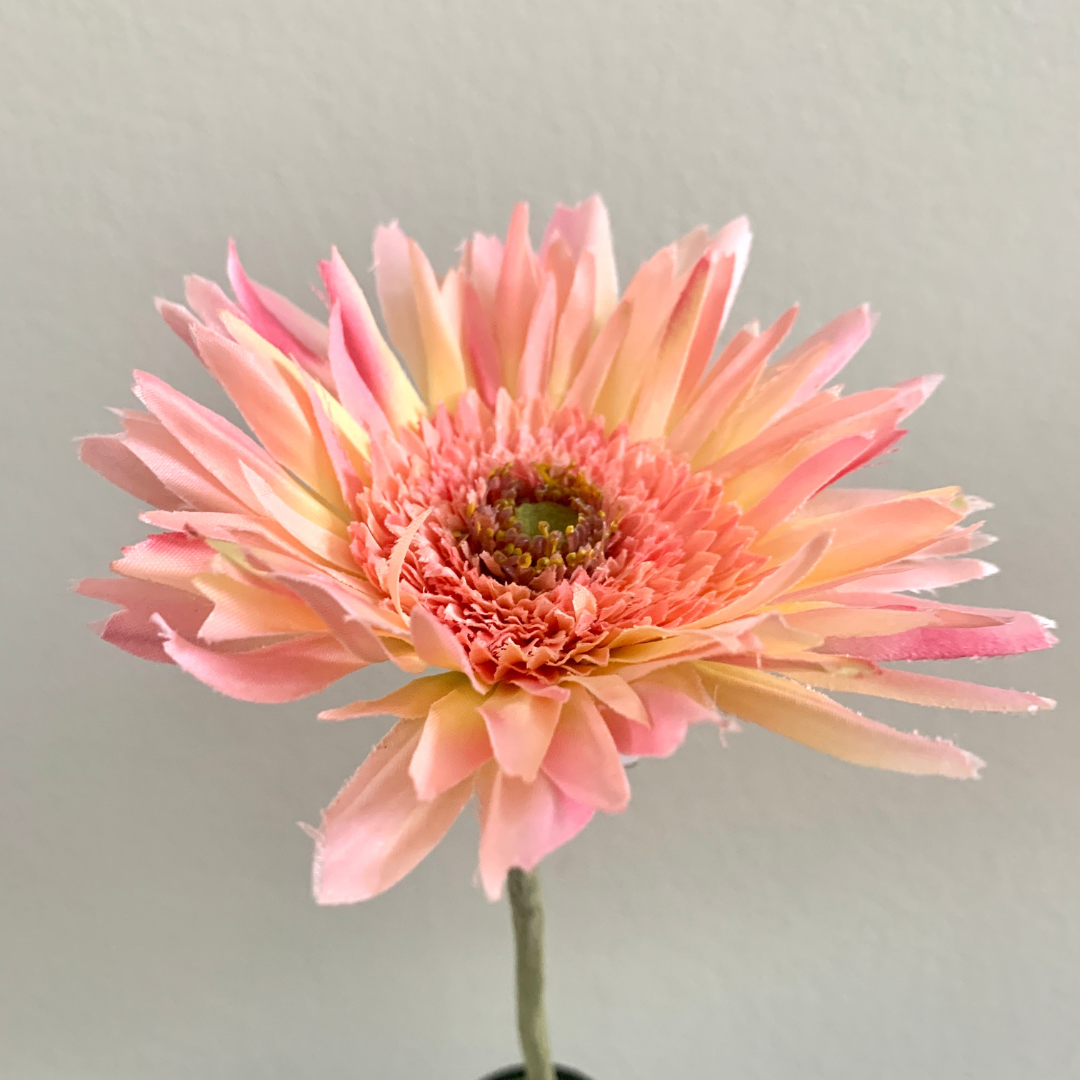 Zijdenbloem Gerbera