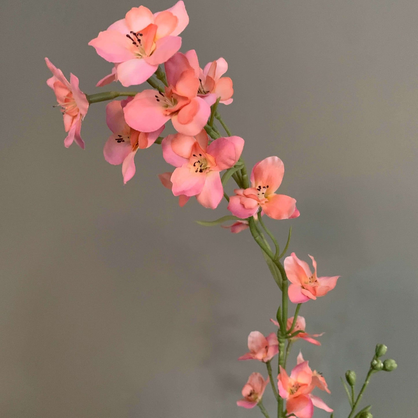 Zijden bloem Larkspur