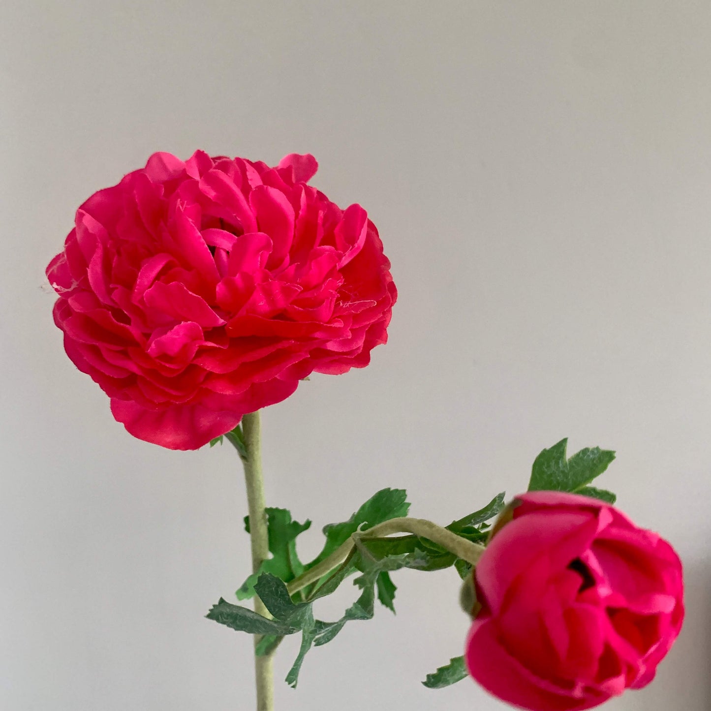 Zijden bloem Ranonkel