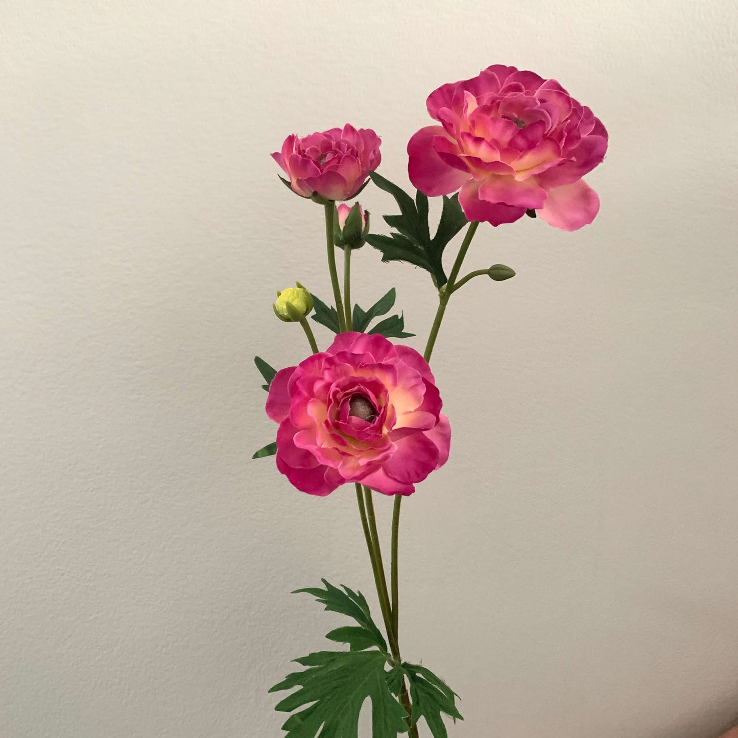 Zijdebloem Ocean Peony