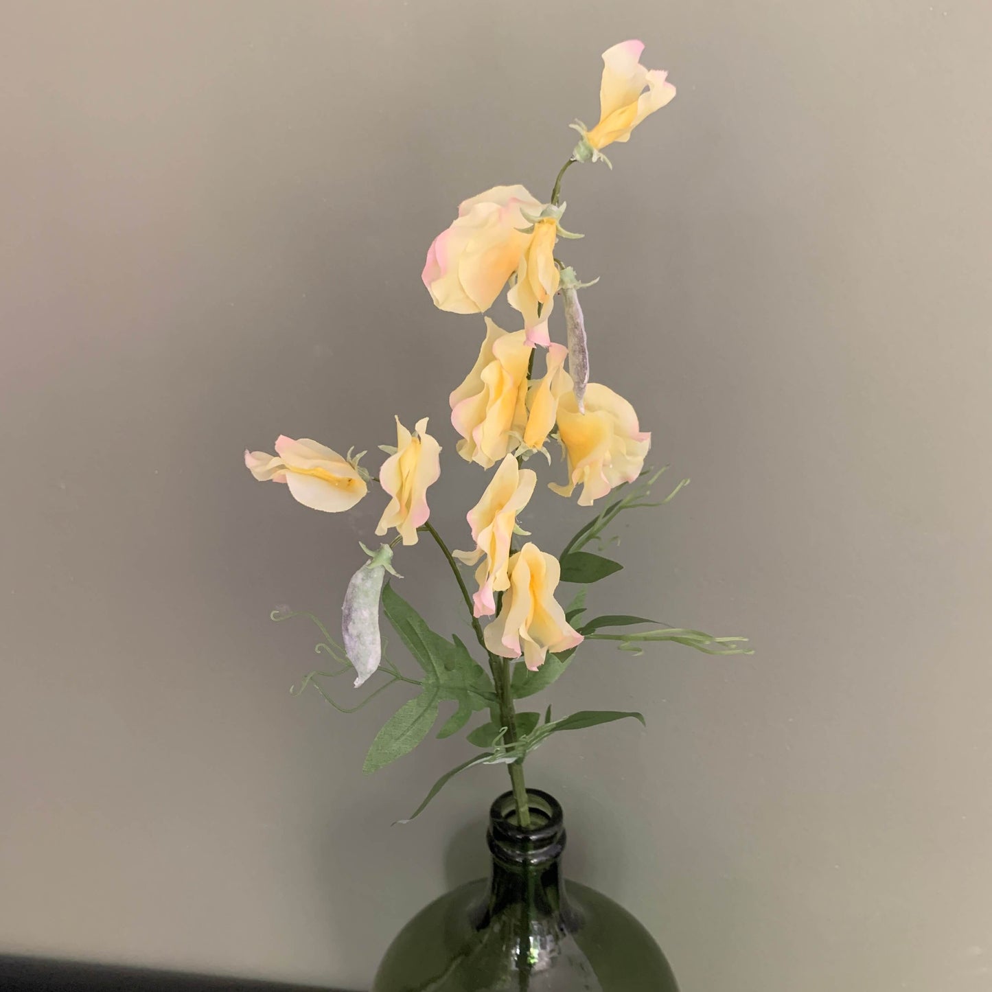Zijden bloem Lathyrus