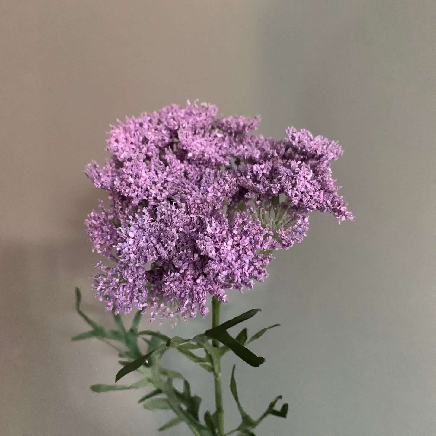 Zijden bloem Dille Blossom