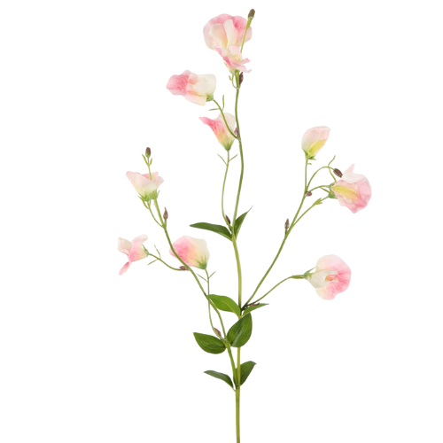 Zijdebloem Lathyrus Tak – Zachtroze Bloemen – 82 cm