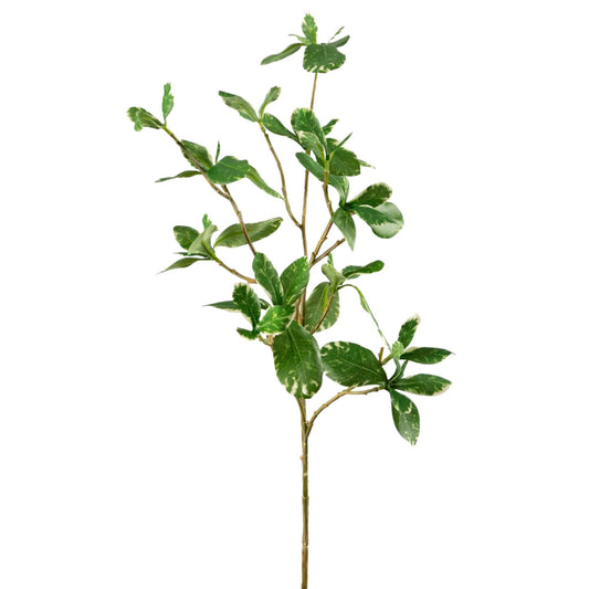 Kunsttak Pittosporum