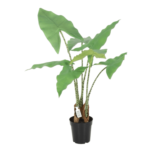 Alocasia Kunstplant – Realistische Tropische Bladeren, 61 cm