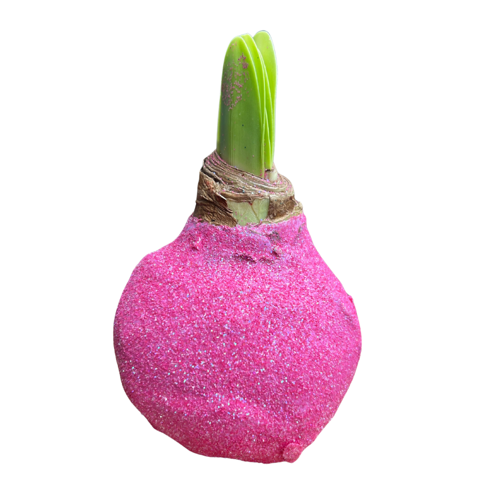 Amaryllisbol met Glitter  - Roze