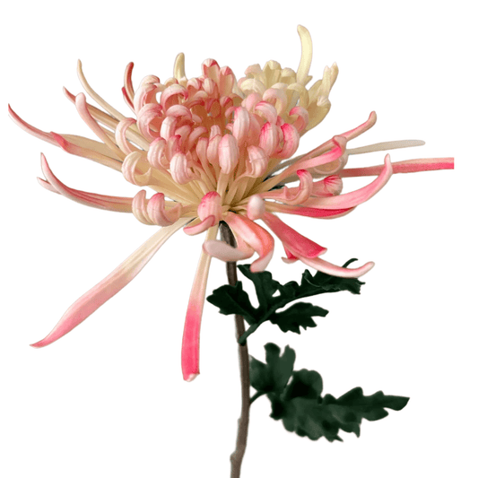 Zijden Bloem Chrysant real touch