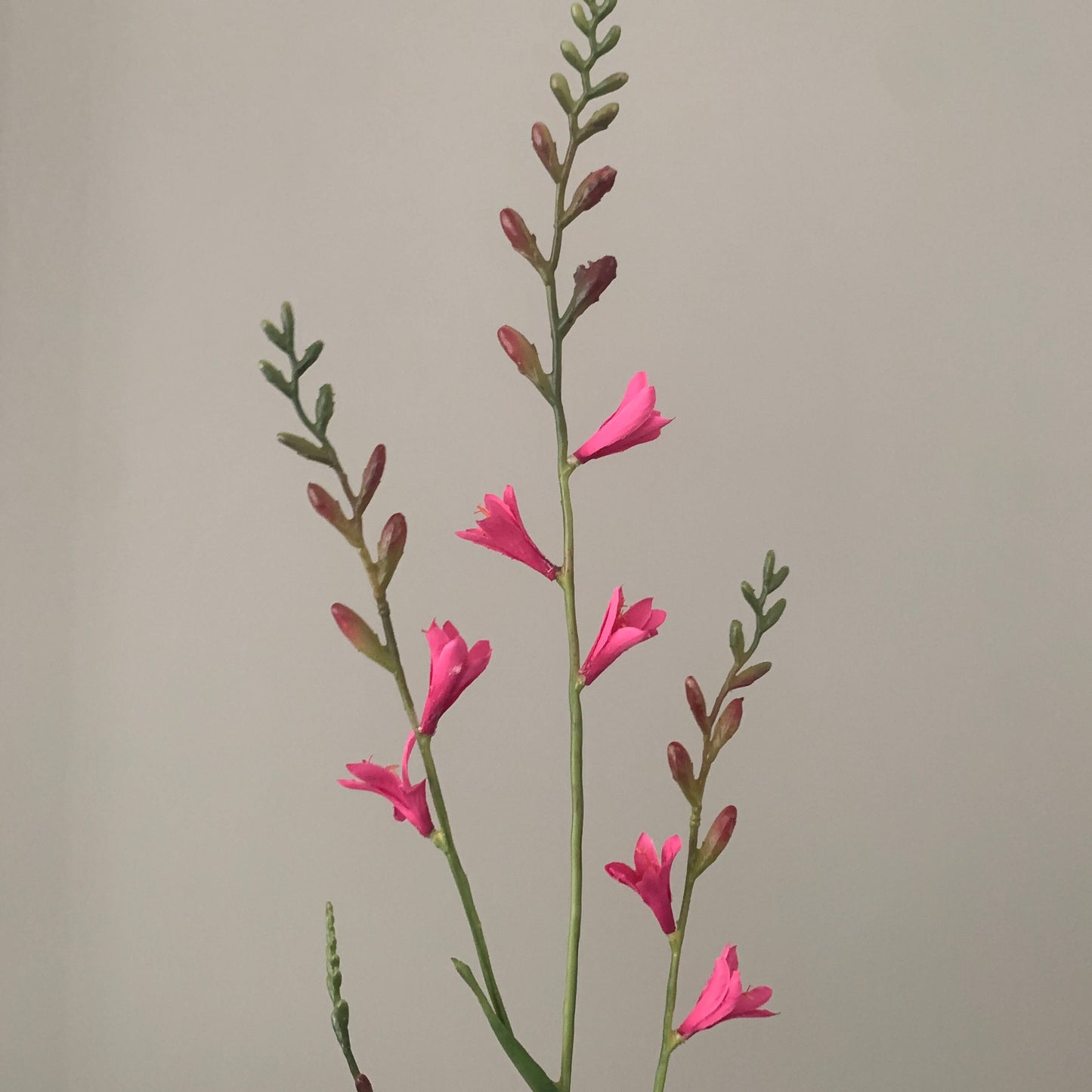Zijden bloem Crocosmia roze