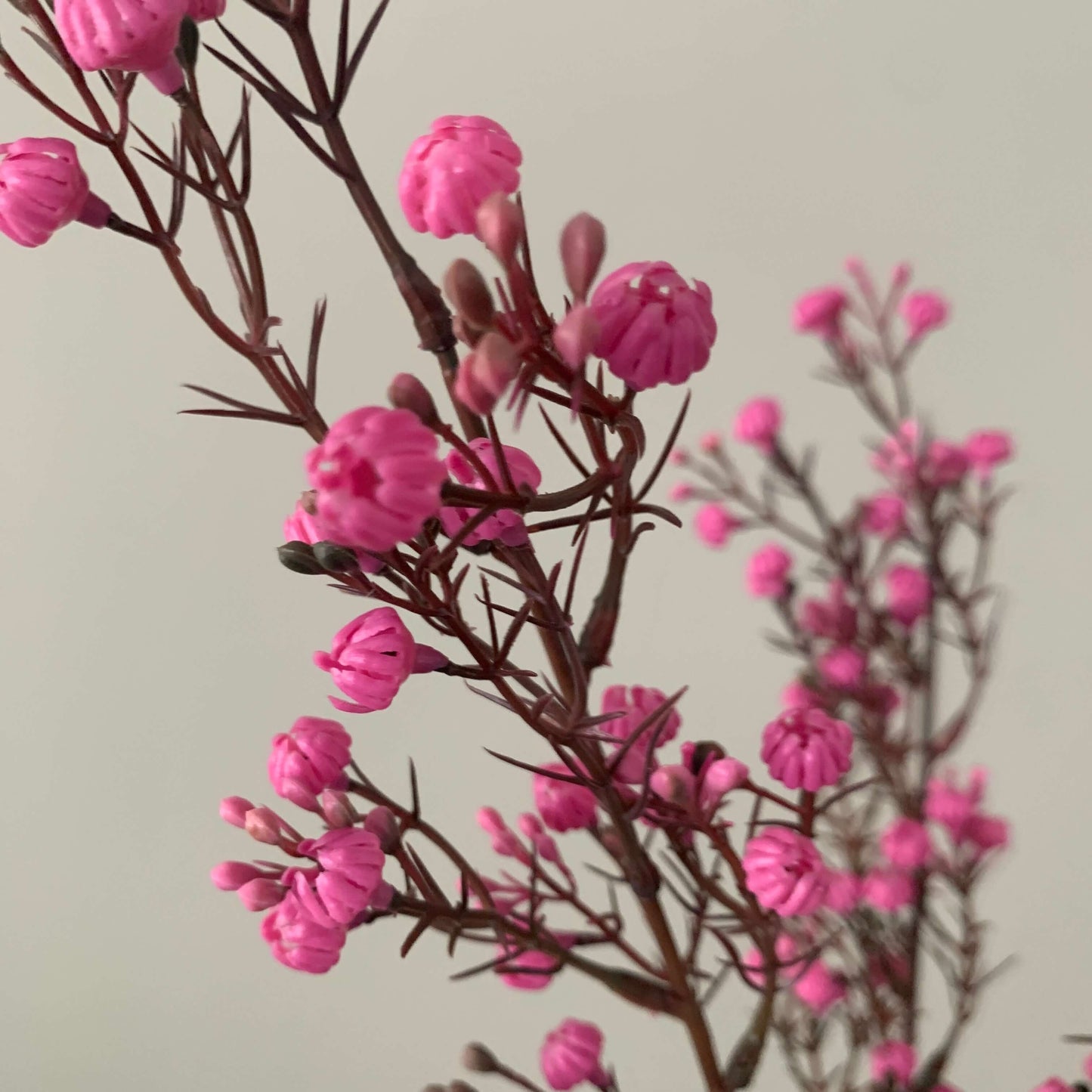 Kunsttak Gypsophila fucsia roze