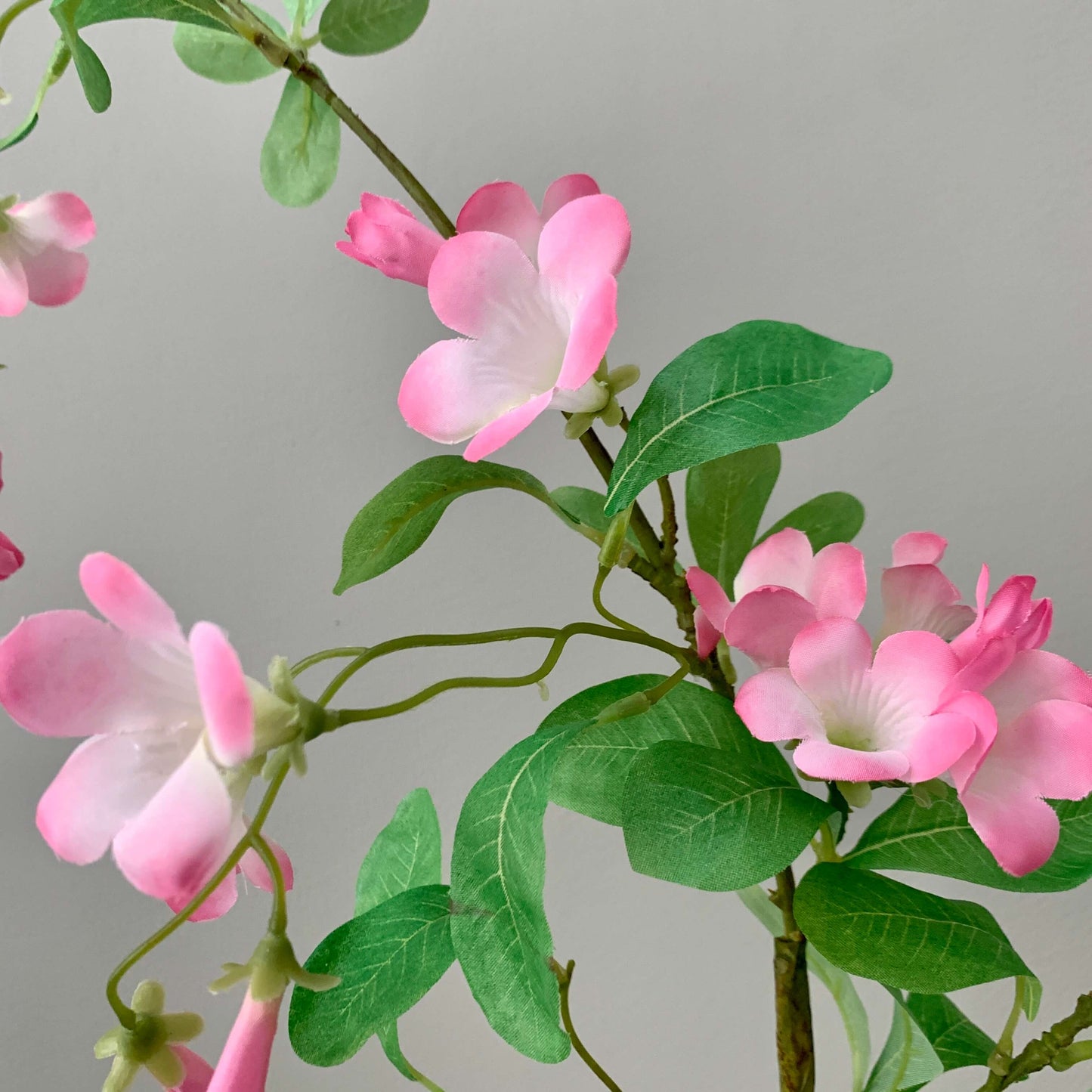 Zijden bloem Trompet klimmer (Campsis) roze