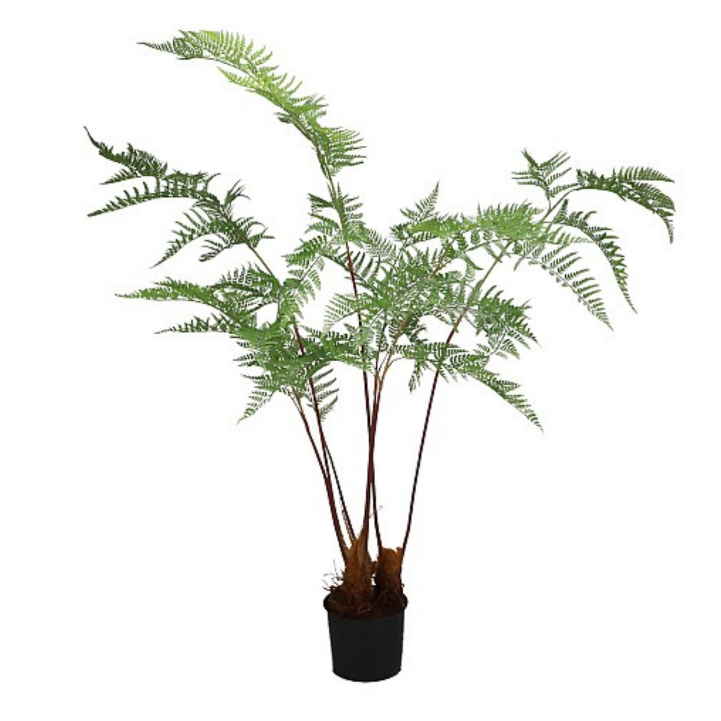 Kunstvaren Dauallia - 153cm hoog