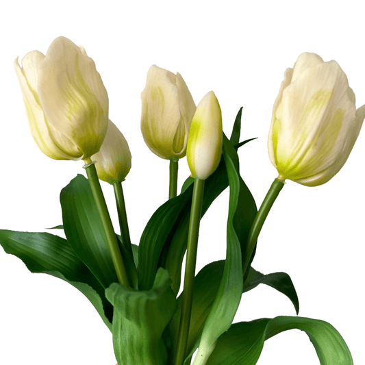 Tulpen bundel kort met 5 tulpen wit 31cm hoog