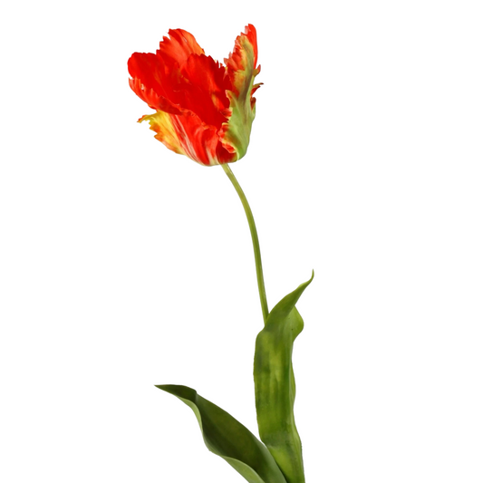 Papegaai tulp rood - 69cm hoog
