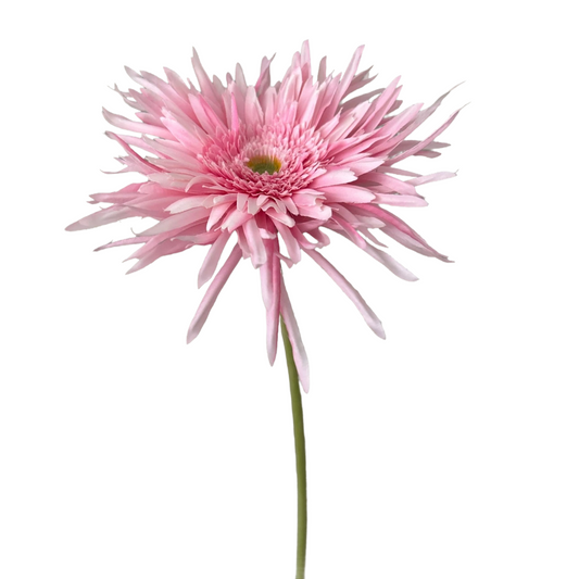 Zijden Bloem Spider gerbera