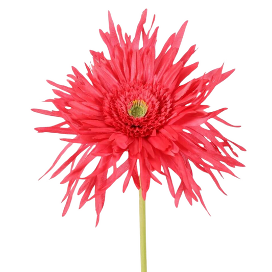 Zijden Bloem Spider gerbera - Fuchsia