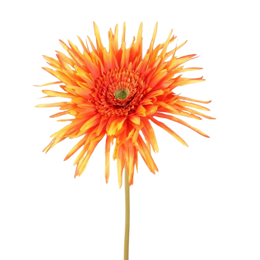 Zijden Bloem Spider gerbera - Oranje