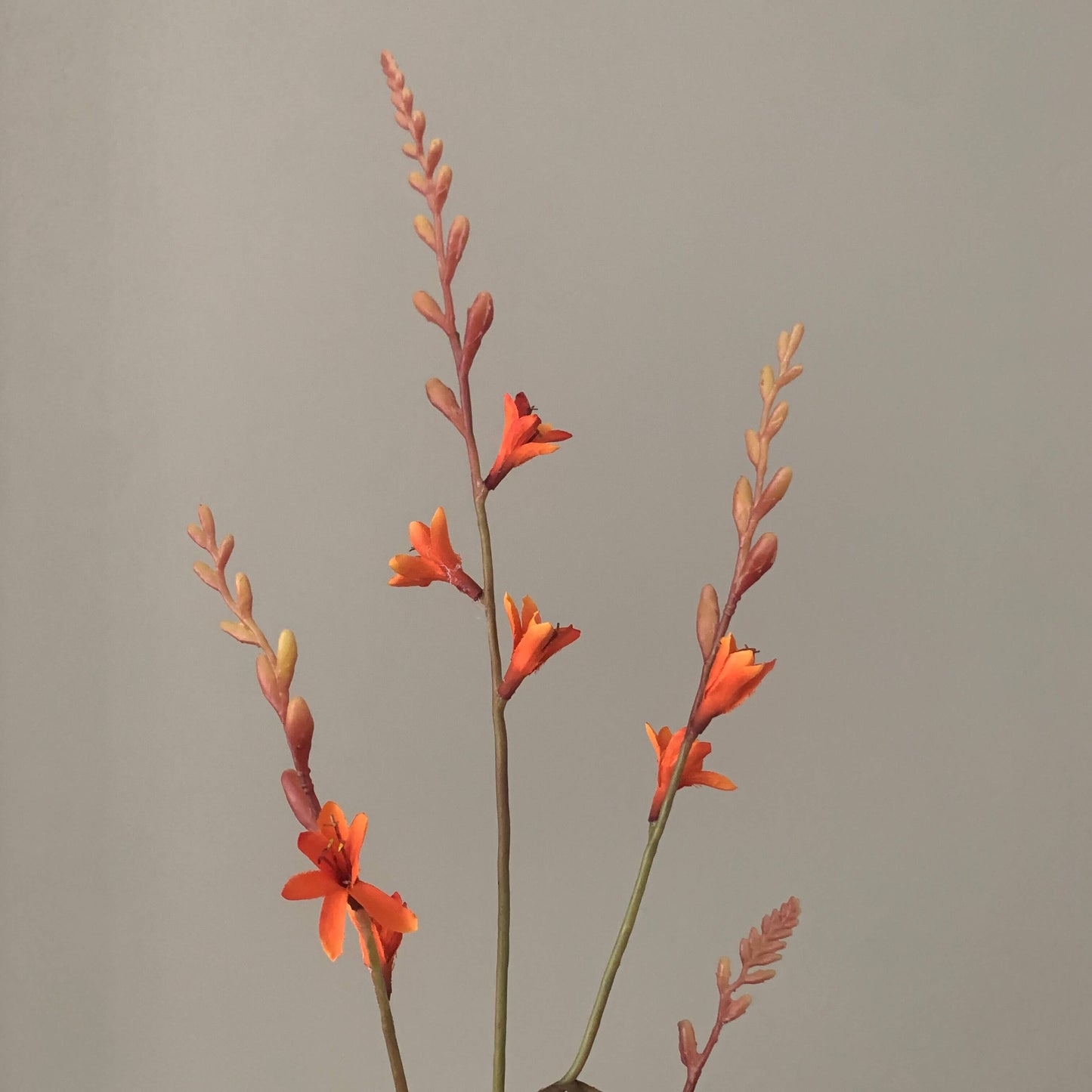 Zijden bloem Crocosmia oranje