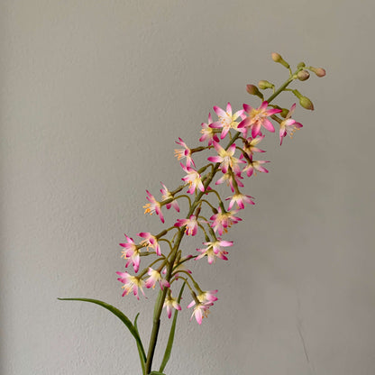 Zijden bloem kalanchoe-succulent
